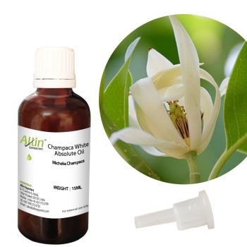 Champaca White Absolute Oil