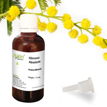 Mimosa Absolute