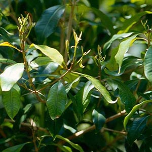 clove leaf