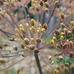 dill seeds