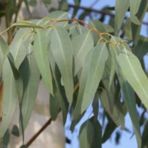 eucalyptus