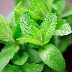 Mints